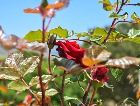 'sophie's Villa' 아파트 아크로티리