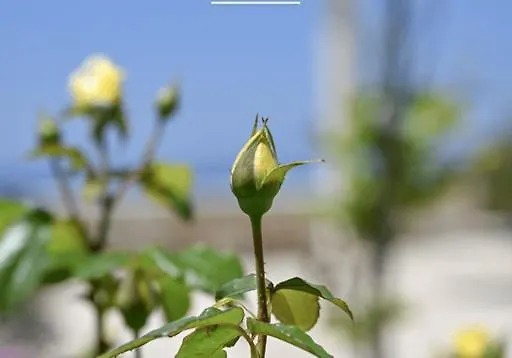 'sophie's Villa' דירה *