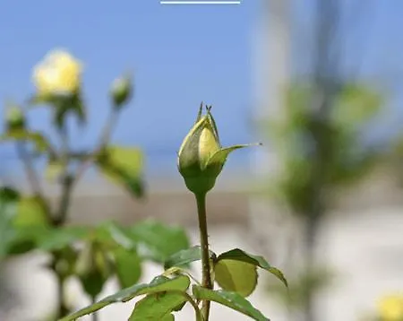 'sophie's Villa' Διαμέρισμα *